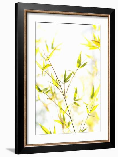 Bamboo I-Karyn Millet-Framed Photographic Print