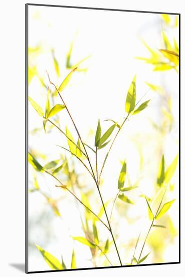 Bamboo I-Karyn Millet-Mounted Photographic Print