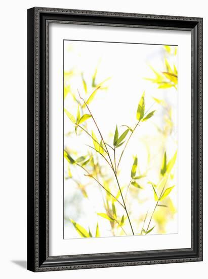 Bamboo I-Karyn Millet-Framed Photographic Print