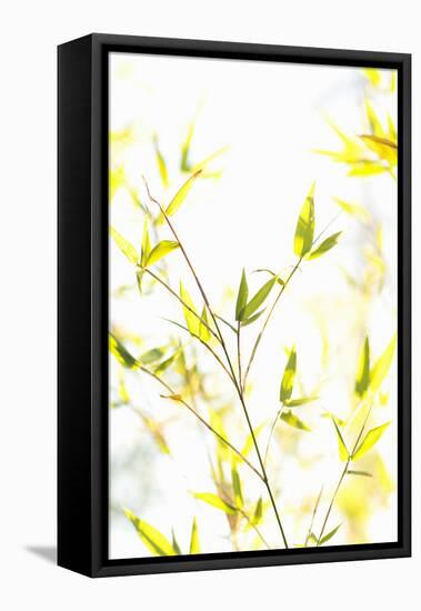 Bamboo I-Karyn Millet-Framed Premier Image Canvas