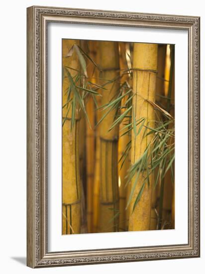 Bamboo II-Karyn Millet-Framed Photographic Print