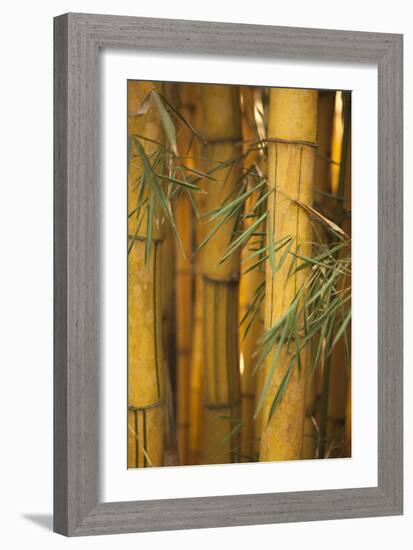 Bamboo II-Karyn Millet-Framed Photographic Print