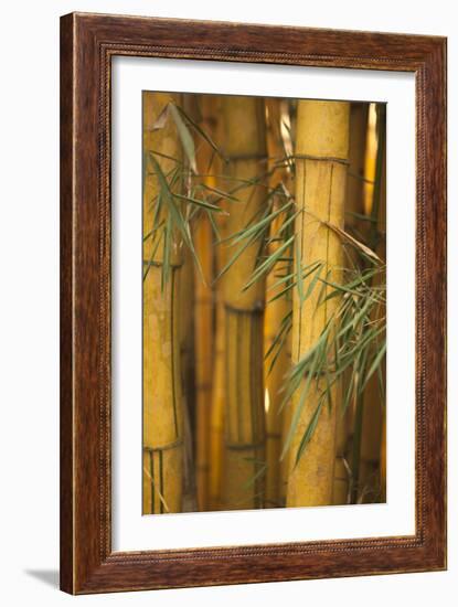 Bamboo II-Karyn Millet-Framed Photographic Print