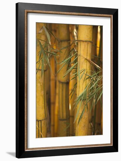 Bamboo II-Karyn Millet-Framed Photographic Print