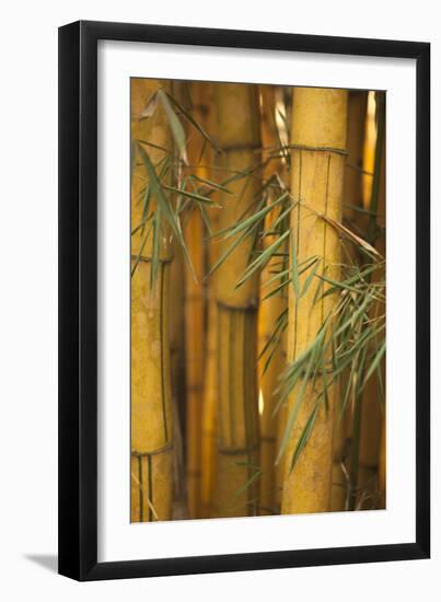 Bamboo II-Karyn Millet-Framed Photographic Print