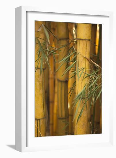 Bamboo II-Karyn Millet-Framed Photographic Print