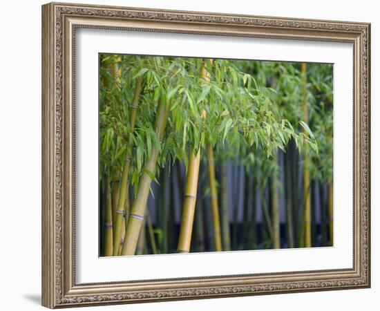 Bamboo in Traditional Chinese Garden, Suzhou Museum, Suzhou, Jiangsu, China-Keren Su-Framed Photographic Print