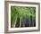 Bamboo in Traditional Chinese Garden, Suzhou Museum, Suzhou, Jiangsu, China-Keren Su-Framed Photographic Print