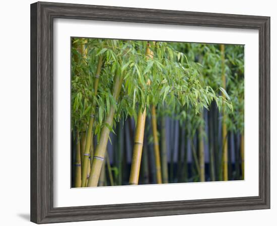 Bamboo in Traditional Chinese Garden, Suzhou Museum, Suzhou, Jiangsu, China-Keren Su-Framed Photographic Print