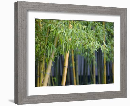 Bamboo in Traditional Chinese Garden, Suzhou Museum, Suzhou, Jiangsu, China-Keren Su-Framed Photographic Print