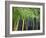 Bamboo in Traditional Chinese Garden, Suzhou Museum, Suzhou, Jiangsu, China-Keren Su-Framed Photographic Print