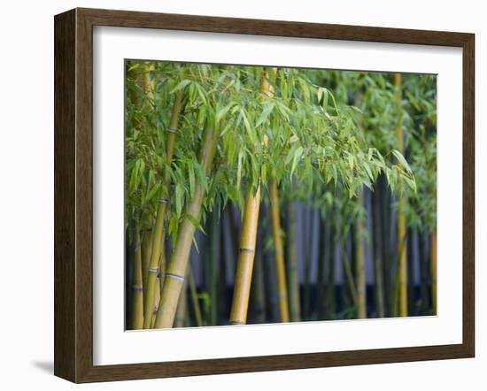 Bamboo in Traditional Chinese Garden, Suzhou Museum, Suzhou, Jiangsu, China-Keren Su-Framed Photographic Print