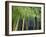 Bamboo in Traditional Chinese Garden, Suzhou Museum, Suzhou, Jiangsu, China-Keren Su-Framed Photographic Print