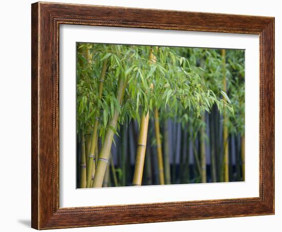 Bamboo in Traditional Chinese Garden, Suzhou Museum, Suzhou, Jiangsu, China-Keren Su-Framed Photographic Print