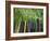 Bamboo in Traditional Chinese Garden, Suzhou Museum, Suzhou, Jiangsu, China-Keren Su-Framed Photographic Print