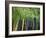 Bamboo in Traditional Chinese Garden, Suzhou Museum, Suzhou, Jiangsu, China-Keren Su-Framed Photographic Print