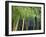 Bamboo in Traditional Chinese Garden, Suzhou Museum, Suzhou, Jiangsu, China-Keren Su-Framed Photographic Print