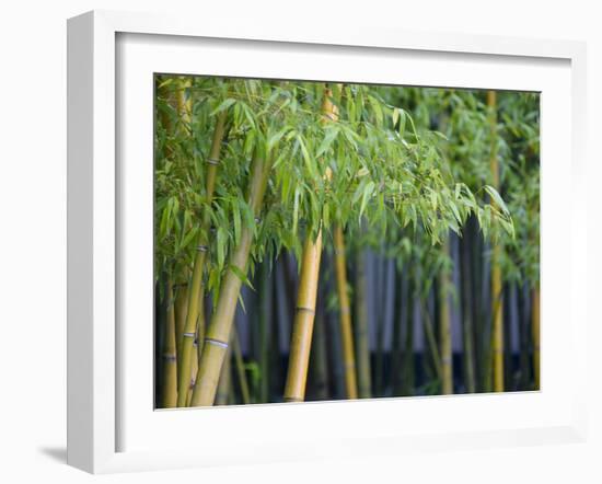 Bamboo in Traditional Chinese Garden, Suzhou Museum, Suzhou, Jiangsu, China-Keren Su-Framed Photographic Print