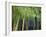 Bamboo in Traditional Chinese Garden, Suzhou Museum, Suzhou, Jiangsu, China-Keren Su-Framed Photographic Print