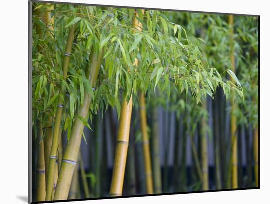 Bamboo in Traditional Chinese Garden, Suzhou Museum, Suzhou, Jiangsu, China-Keren Su-Mounted Photographic Print