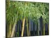 Bamboo in Traditional Chinese Garden, Suzhou Museum, Suzhou, Jiangsu, China-Keren Su-Mounted Photographic Print