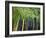 Bamboo in Traditional Chinese Garden, Suzhou Museum, Suzhou, Jiangsu, China-Keren Su-Framed Photographic Print