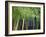 Bamboo in Traditional Chinese Garden, Suzhou Museum, Suzhou, Jiangsu, China-Keren Su-Framed Photographic Print