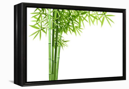 Bamboo Isolated on White Background-Liang Zhang-Framed Premier Image Canvas