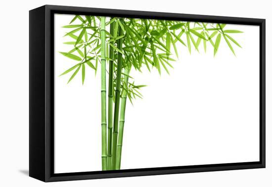 Bamboo Isolated on White Background-Liang Zhang-Framed Premier Image Canvas