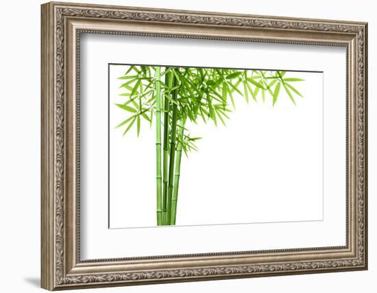 Bamboo Isolated on White Background-Liang Zhang-Framed Photographic Print