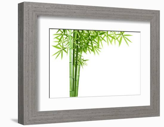 Bamboo Isolated on White Background-Liang Zhang-Framed Photographic Print