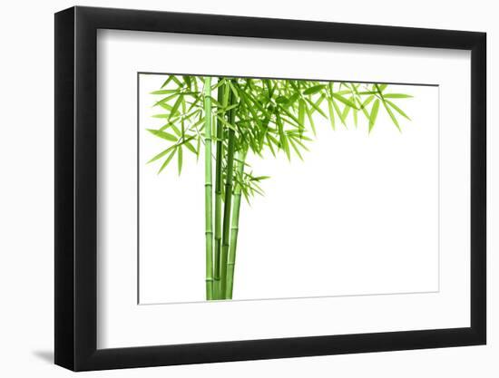 Bamboo Isolated on White Background-Liang Zhang-Framed Photographic Print