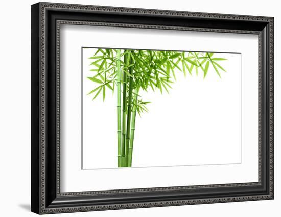 Bamboo Isolated on White Background-Liang Zhang-Framed Photographic Print