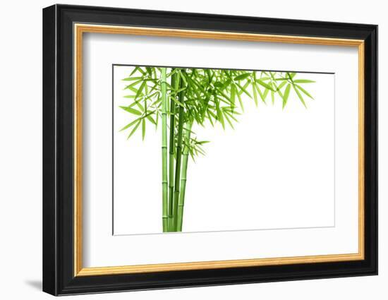 Bamboo Isolated on White Background-Liang Zhang-Framed Photographic Print