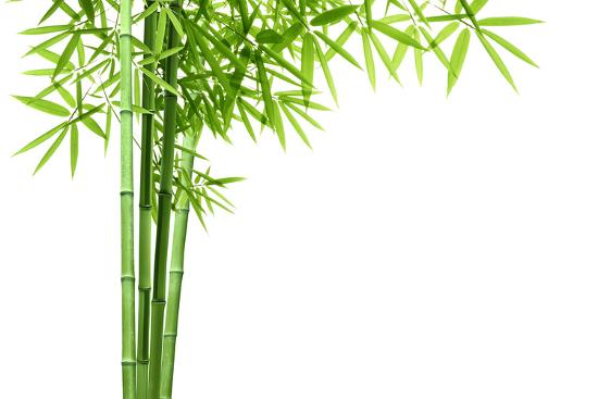 'Bamboo Isolated on White Background' Photographic Print - Liang Zhang ...