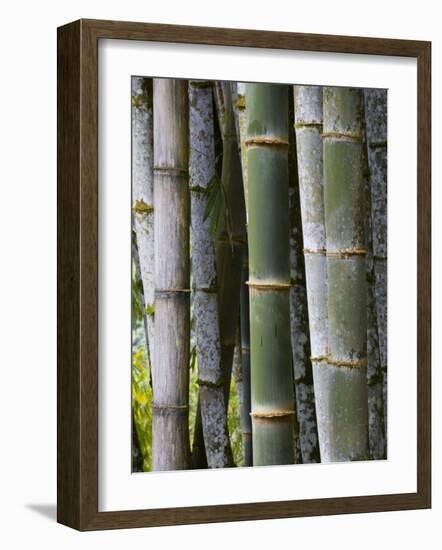 Bamboo, Jardin De Balata, Martinique, French Antilles, West Indies-Scott T. Smith-Framed Photographic Print