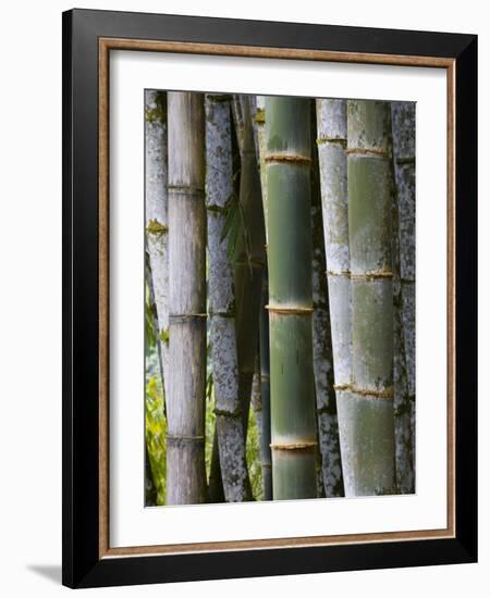 Bamboo, Jardin De Balata, Martinique, French Antilles, West Indies-Scott T. Smith-Framed Photographic Print