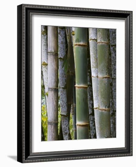 Bamboo, Jardin De Balata, Martinique, French Antilles, West Indies-Scott T. Smith-Framed Photographic Print