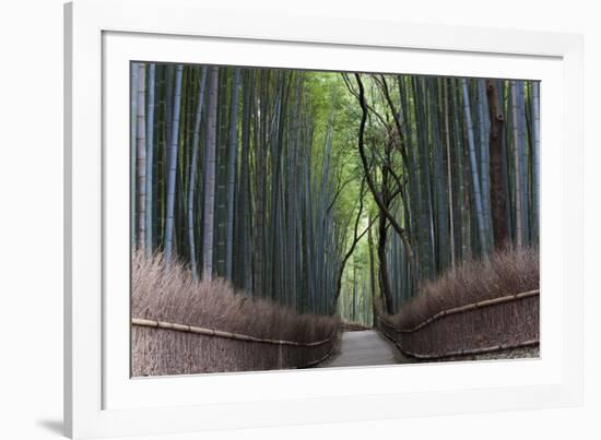 Bamboo Journey-Peter Adams-Framed Giclee Print