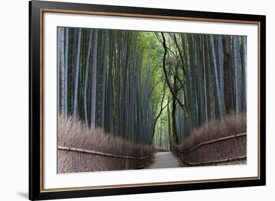 Bamboo Journey-Peter Adams-Framed Giclee Print