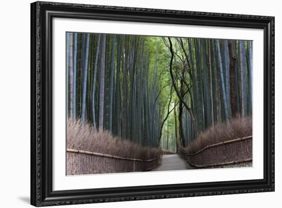 Bamboo Journey-Peter Adams-Framed Giclee Print