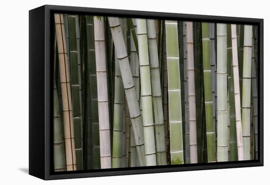 Bamboo, Kyoto, Japan-Art Wolfe-Framed Premier Image Canvas