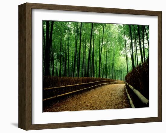 Bamboo Lane, Nishiyama, Kyoto, Japan-null-Framed Photographic Print