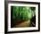 Bamboo Lane, Nishiyama, Kyoto, Japan-null-Framed Photographic Print