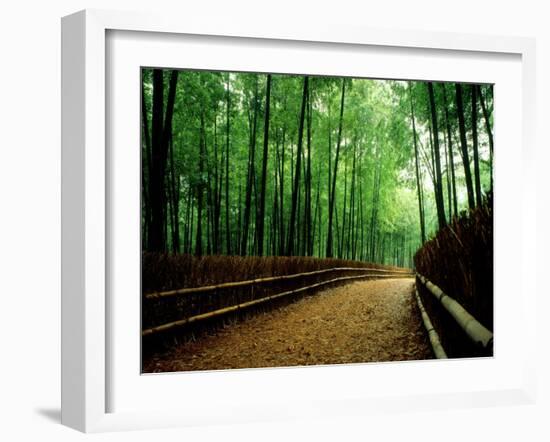 Bamboo Lane, Nishiyama, Kyoto, Japan-null-Framed Photographic Print