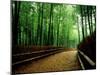 Bamboo Lane, Nishiyama, Kyoto, Japan-null-Mounted Photographic Print