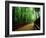 Bamboo Lane, Nishiyama, Kyoto, Japan-null-Framed Photographic Print