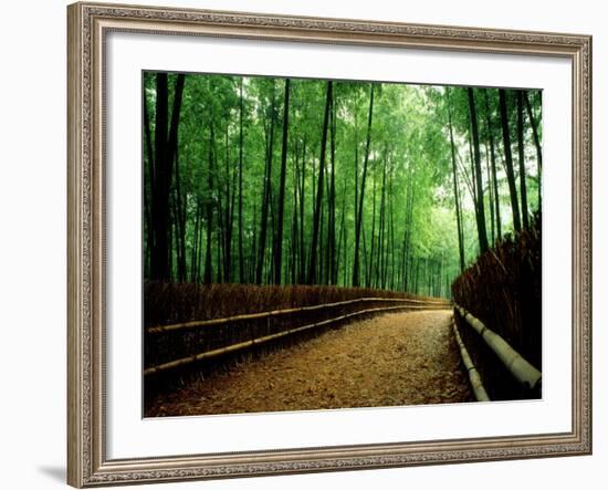 Bamboo Lane, Nishiyama, Kyoto, Japan-null-Framed Photographic Print