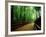 Bamboo Lane, Nishiyama, Kyoto, Japan-null-Framed Photographic Print