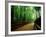 Bamboo Lane, Nishiyama, Kyoto, Japan-null-Framed Photographic Print